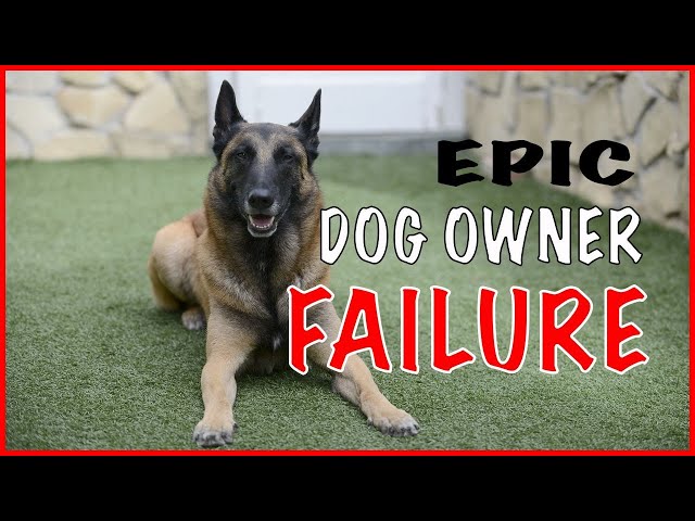 Dog Owner Failure with a Malinois - Working Dogs Should Not Be Owned by Everyone