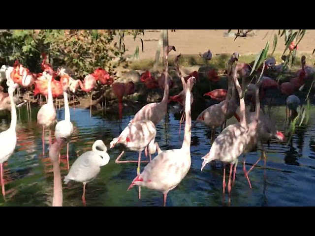 Flamingos at Safari West-Santa Rosa, CA. With info from our tour guide.