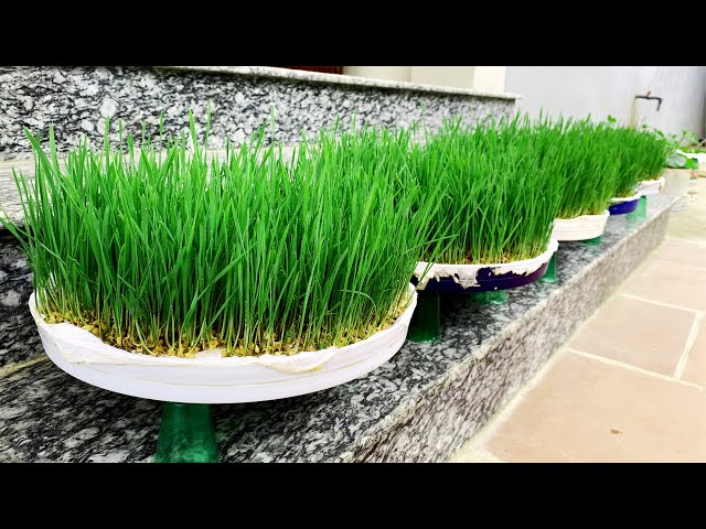 It's hard to believe, but it's super easy to grow wheatgrass to make healthy nutritious juices