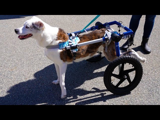 The Company Making Wheelchairs for Handicapped Pets