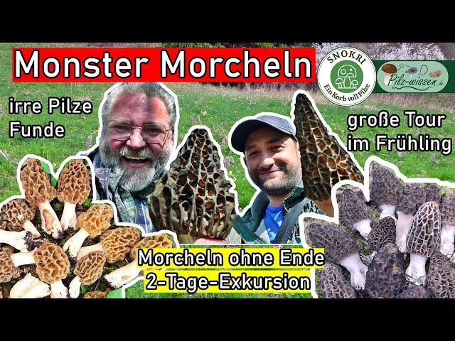 Monster Morchel gefunden - Morcheln ohne Ende - Pilze Exkursion an 2 Tagen im April 2024