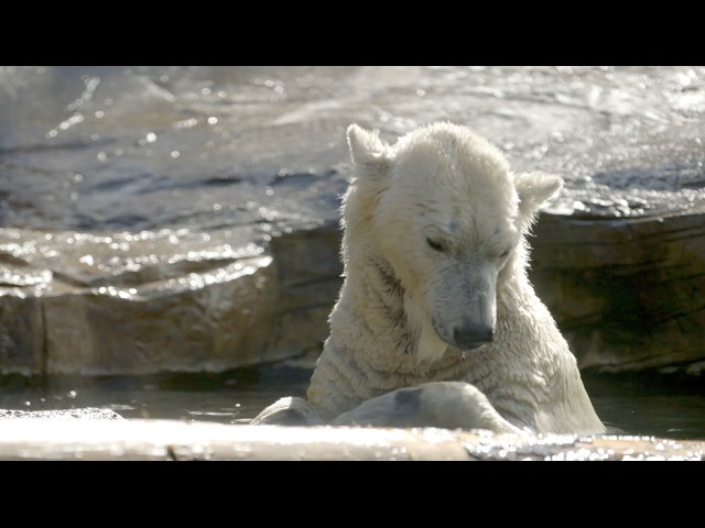 Polar Bear Resting for Research