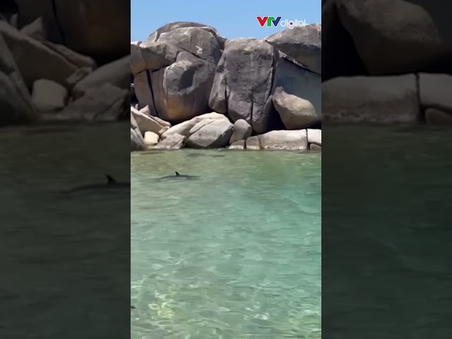 Người dân phấn khích khi thấy cá heo bơi sát bờ biển Bình Định | VTV24
