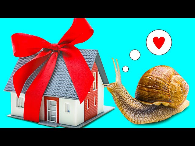 A DIY House For A Giant Snail || Make Your Pet Snail Happy