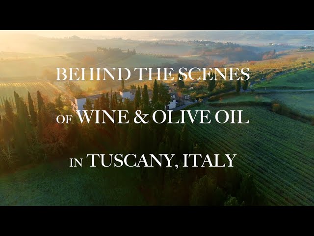TUSCAN GRAPE & OLIVE HARVEST: Behind the Scenes of Wine and Olive Oil in Tuscany, Italy