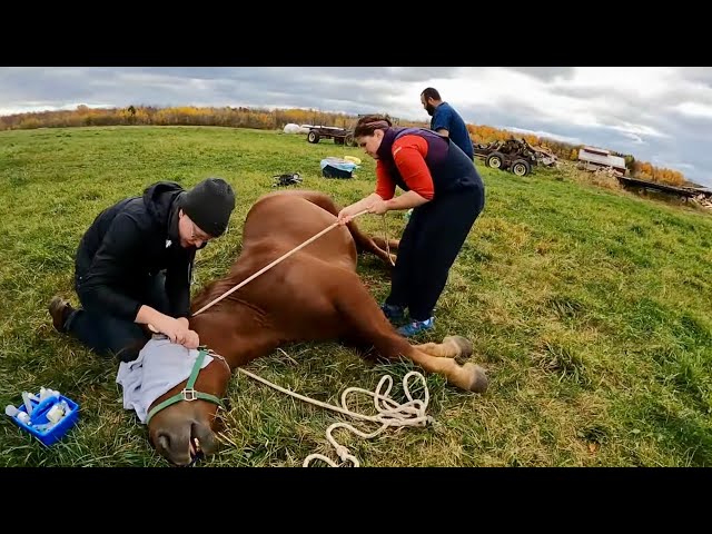 CASTRATING OUR SUFFOLK PUNCH COLTS, DUKE & EARL (PART 2) #395