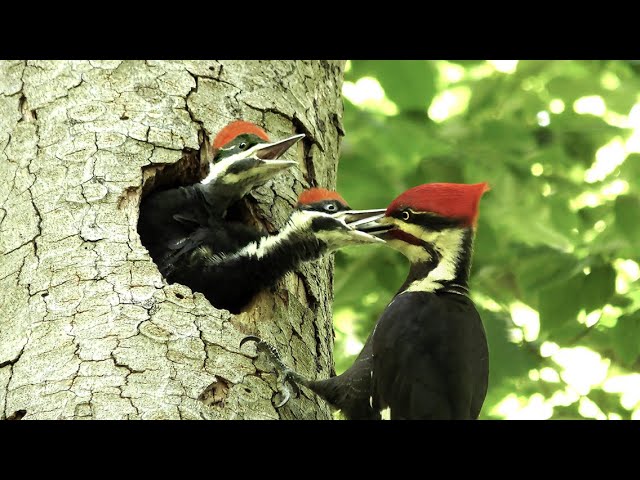 The Pileated Woodpecker: A Trickster