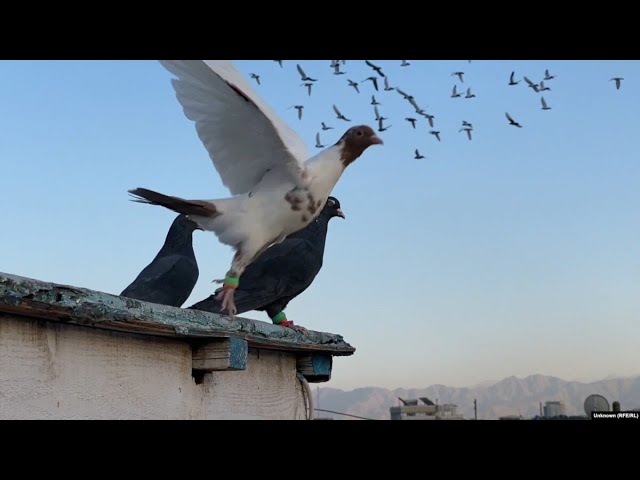 With Afghan Economy In Shambles, Kabul's Pigeon Market Plummets