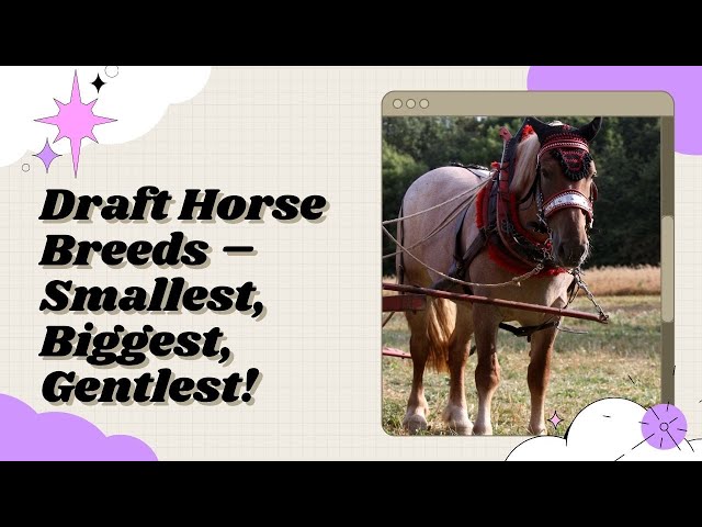 Draft Horse Breeds – Smallest, Biggest, Gentlest!