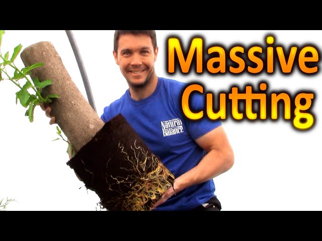BIGGEST Cutting We've ever Rooted: How to Grow a Fig Tree From a Cutting | Extreme Plant propagation