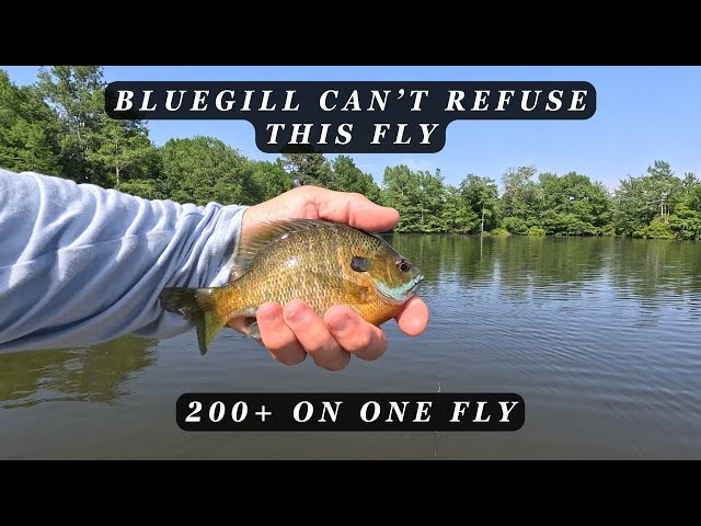 This one fly caught over 200 bluegill - Kayak Fly Fishing