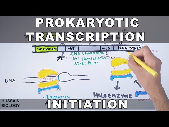 Prokaryotic Transcription Initiation and Elongation