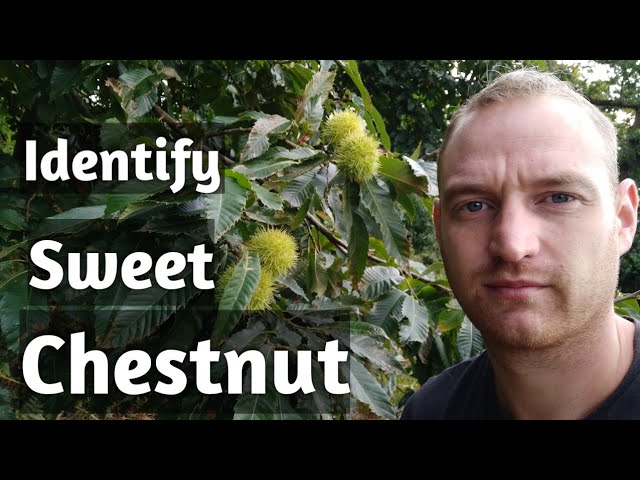 Sweet chestnut identification