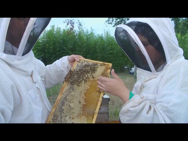 Destination Louisiane: Turn into a beekeper, learn more about bees and honey taste through Baton Rou
