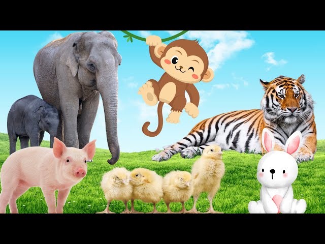 Spot the cutest animals on the planet: rabbits, pigs, monkeys, ducklings,...