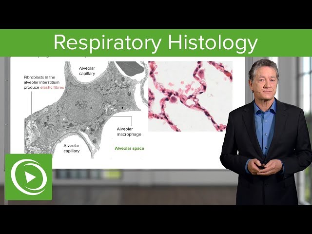 Respiratory Histology – Histology | Lecturio