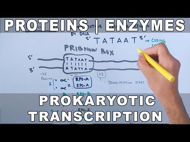 Proteins and Enzymes in Prokaryotic Transcription