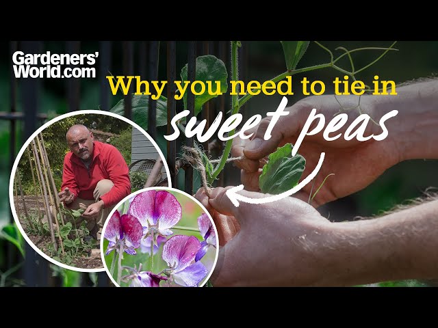 Grow more sweet pea flowers for the vase | David's guide to tying in sweet peas