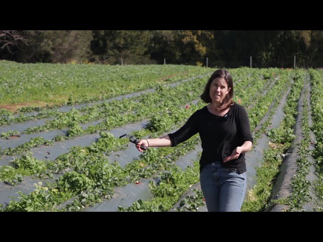 Strawberry Bed Preparation and Planting with Kirstin Yogg