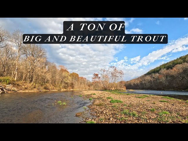 Bring the BIGGEST NET you got b/c there's a TON of BIG and BEAUTIFUL trout in this stream!