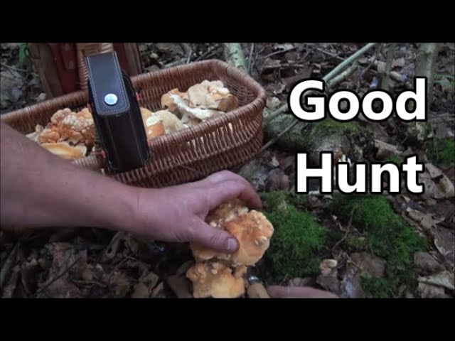 Early September UK Fungi Hunting 2023