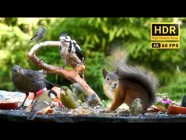 Cat TV 😽 for Cats to Watch Birds & Squirrels -The Greatest Breakfast Buddies (4K HDR)