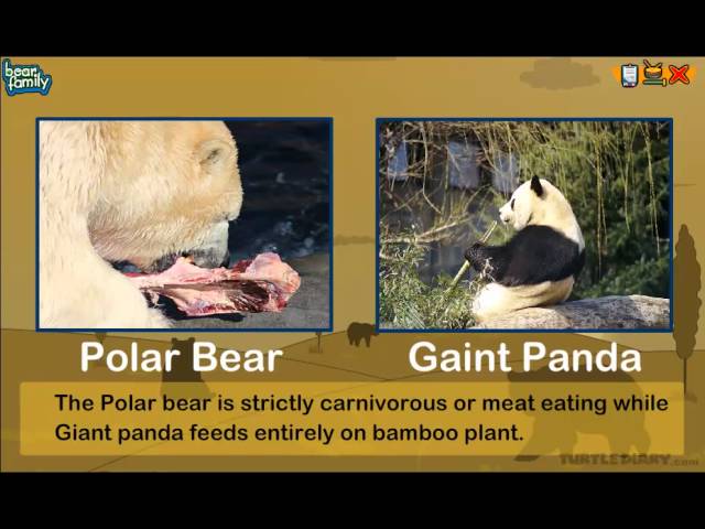 8 Types of Bears Around The World!  *Animal Science for Kids!*