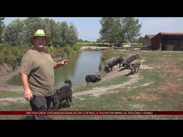 Kraj tradicionalnog uzgoja svinja u Hrvatskoj?! – Seljaci: „Jest ćemo sendviče od žohara“