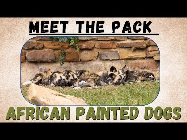 Meet the pack: African painted dogs