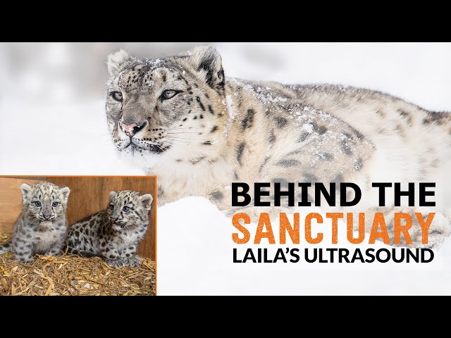 Laila Has an ULTRASOUND! | Behind The Sanctuary