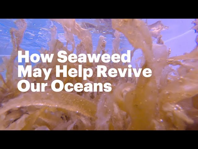 Hope or Hype? How Seaweed May Help Revive Our Oceans