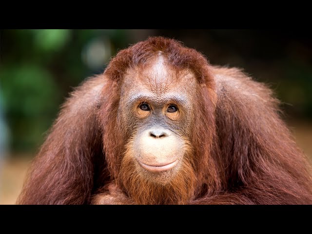 Orangutan Encounters in Borneo: Klotok Adventure with Come2Indonesia