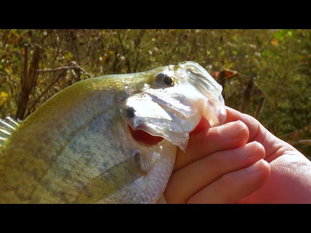 Great Bank Fishing for White Bass and Crappie in the Fall