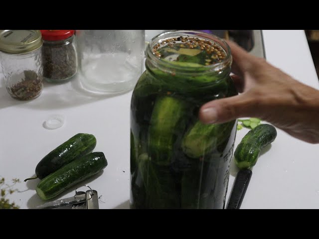 Fermented Dill Pickles - No Canner Required