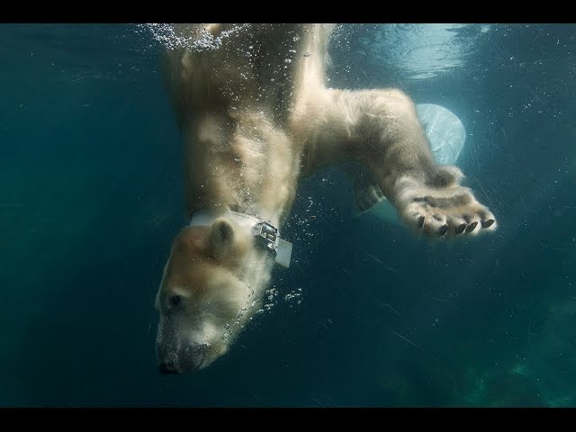 Polar Bear Pouncing and Playing for Science