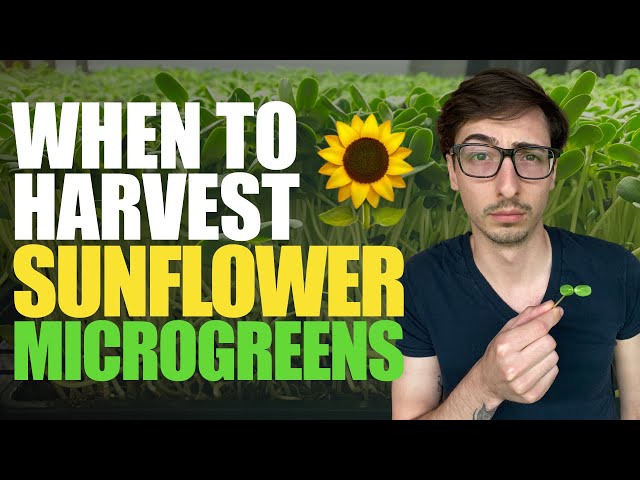 When are Sunflower Microgreens READY for HARVEST? (How To Tell)