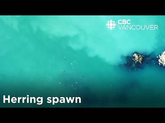 Why does the coast of Vancouver Island turn turquoise every spring? | Herring spawn explained