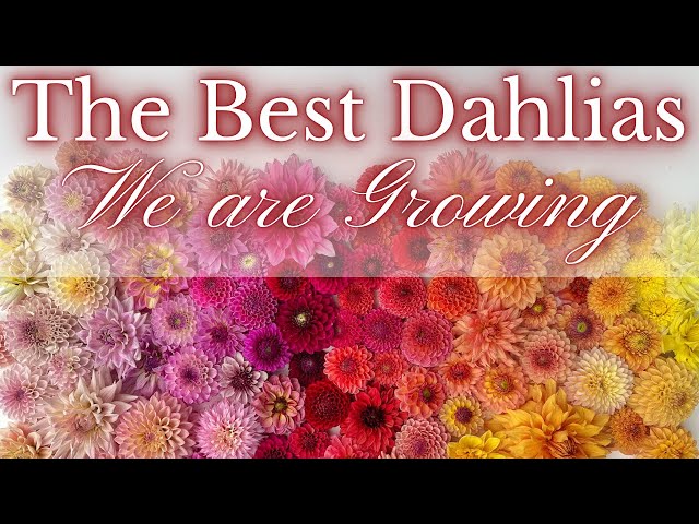 NEW Favorite DAHLIA Varieties! | PepperHarrow Flower Farm