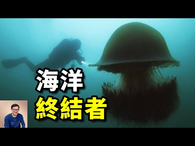 巨型水母神出鬼沒，日本漁業損失上百億！科學家分析真相，發現隱藏在海底的大秘密！【老肉雜談】