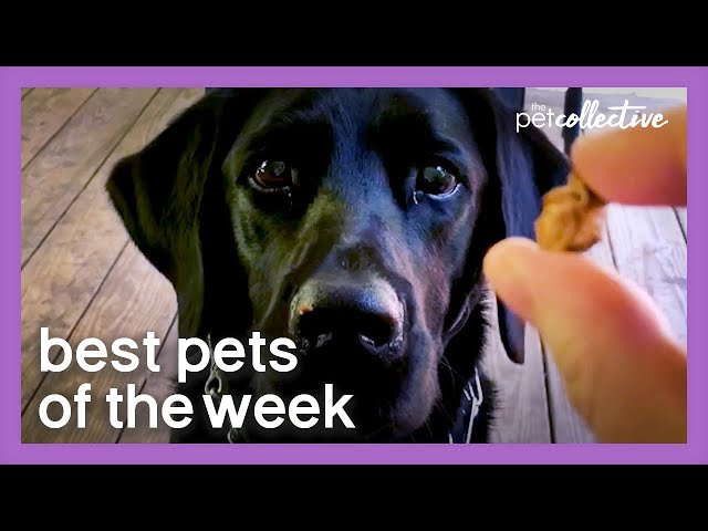 A Very Special Treat | Best Pets of the Week