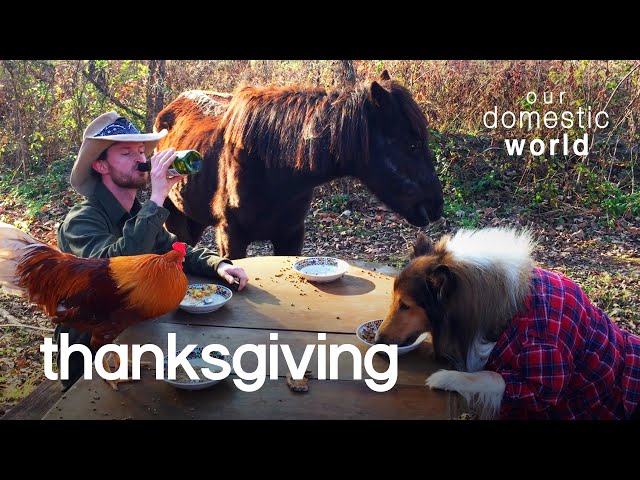 Pets Celebrate Thanksgiving  | Our Domestic World