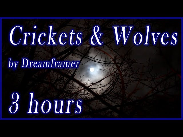 Crickets and Wolves - (Not So) Relaxing Nature Sounds