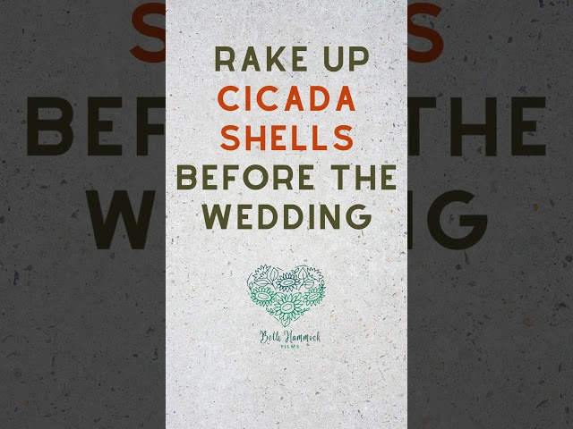 Get Ready for Cicadas at May Weddings  #stlwedding #southernillinoiswedding #outdoorwedding