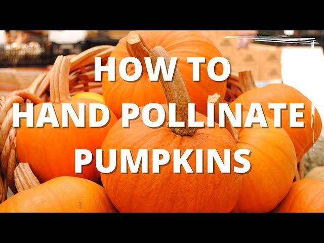 Homesteading in an Apartment:  How to hand pollinate pumpkins // weigh in