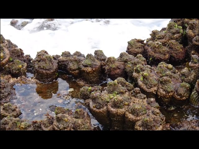 आपको आश्चर्य होगा इस ज़िंदा पत्थर को देख कर | Sea Animal That can be Mistaken for a Stone