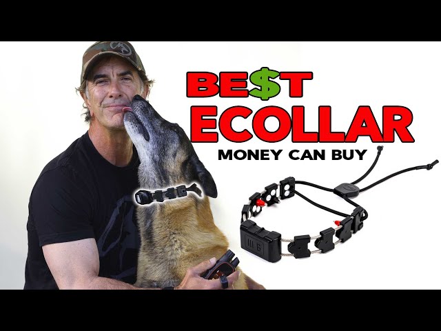The BEST ECollar for Your DOG