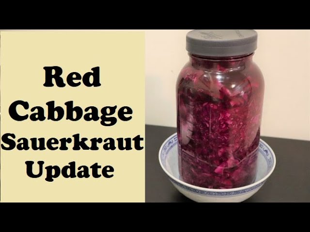 Red Cabbage Sauerkraut - UPDATE