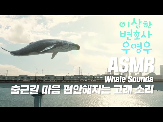 🐬마음 편안해지는 고래 소리 들으며 출근하는 우영우ASMR | 고래소리, 고래울음소리, Whale Sounds | Extraordinary Attorney Woo
