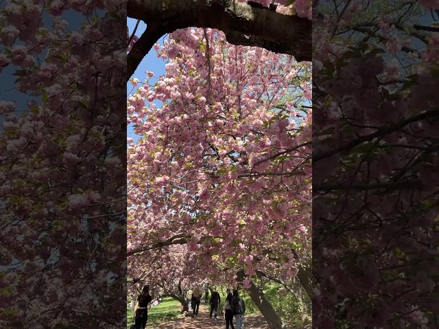 Cherry Blossoms in Central Park