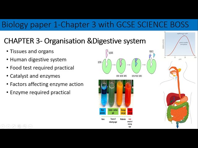 Chapter 3-B1-AQA Organisation and digestive system-Full chapter revision-GCSE-Grade 4-9
